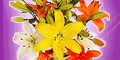 Funky Hampers vouchers + cashback Funky Hampers vouchers + cashback